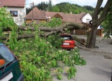 Kwikfynd Tree Cutting Services
gisbornesouth