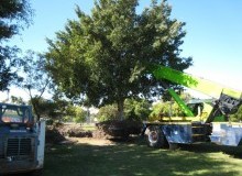 Kwikfynd Tree Management Services
gisbornesouth