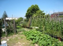 Kwikfynd Vegetable Gardens
gisbornesouth